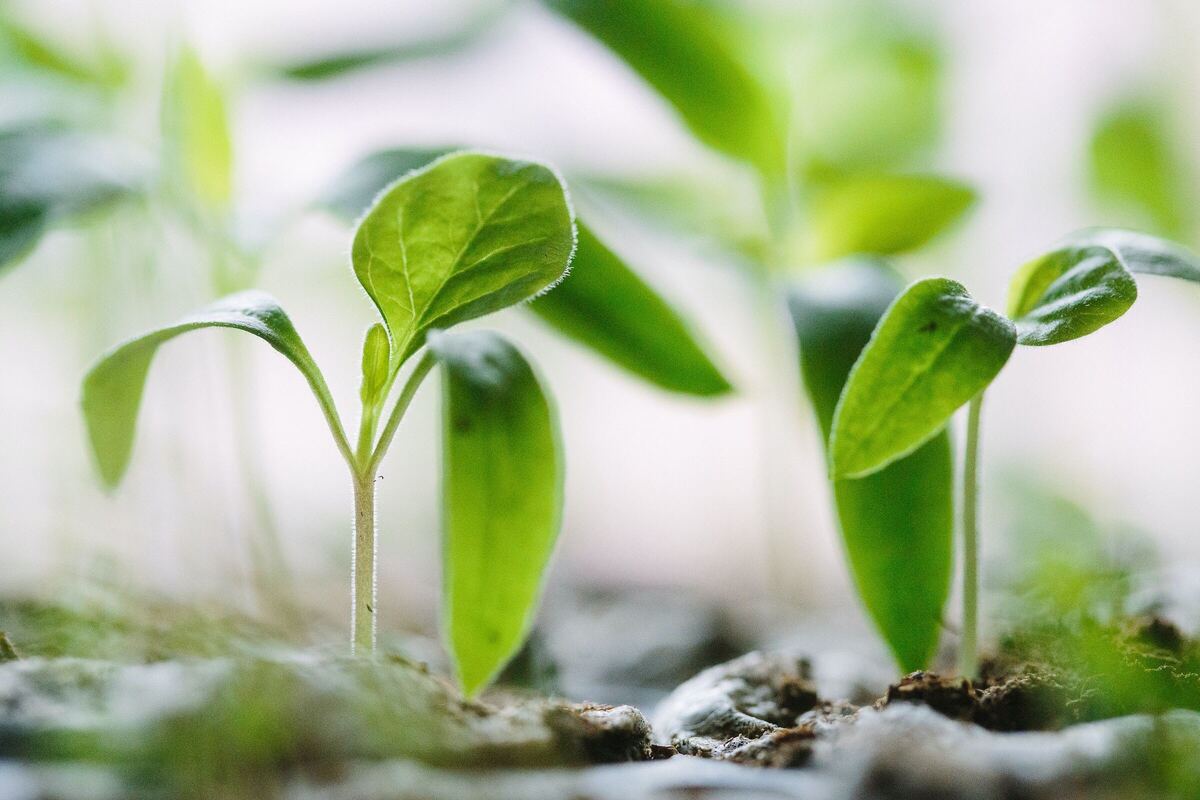 green leaves sprouting photo by francesco gallarotti via unsplash